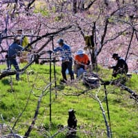 ２０２３・４・１４　ながの百景・丹霞郷。今年は桃の花も咲き始めた。