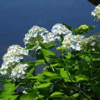平安神宮の花菖蒲