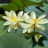 ニ千年の時を経て開花した大賀ハス～府中郷土の森公園～