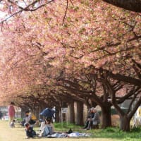 2025/3/22（土） 14時頃 の #河津桜 （ 千葉県 #佐倉市 #西志津スポーツ等多目的広場 #西志津河津桜まつり ）