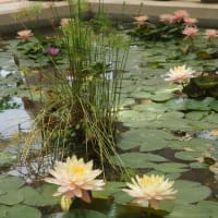 「松阪農業公園ベルファームの初夏の花」見てきました～(^^)  2025