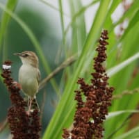 カイツブリ親子とセッカ