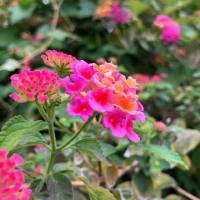 しいたけ煮のお弁当と、ご近所のお花たちと、また骨折