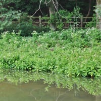 化粧して虫さんをお迎えします！・・・ハンゲショウ