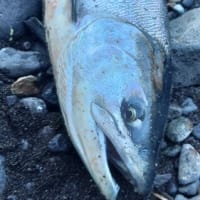英人丸最終日の釣果