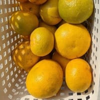 果樹園