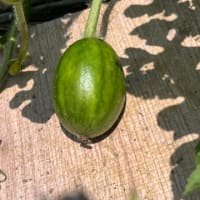 スイカの成長は順調ですが？