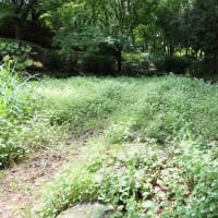 名古屋市 茶屋ヶ坂公園　アジサイの開花を楽しみに😀😀