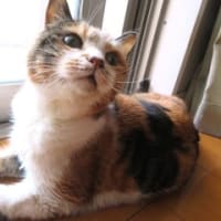「好奇心を満足させるツール」