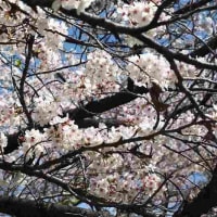 野中神社・桜と新緑