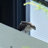 心に残る情景*「鳥景」見沼の小さな森の雛はこの撮影が最後で会うことができませんでした