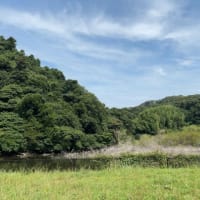 『半夏生（はんげしょう）』とは、今の時期