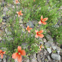 今日の花（ワスレナグサ、リナリア、ナガミヒナゲシ)
