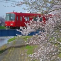 桜と名鉄電車、其の八