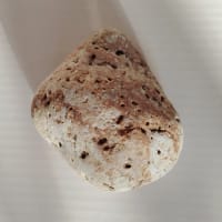 2024年を…膀胱癌編の⑤