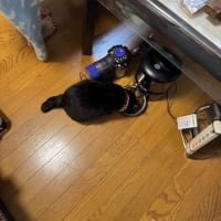 2025/6/11の朝