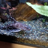 植物とナマズ