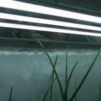 Which are the best indoor plant lights for you?