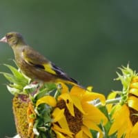 ひまわりの花に