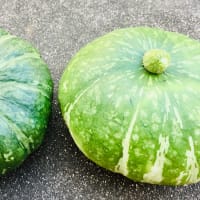 べっぴん南瓜初収穫