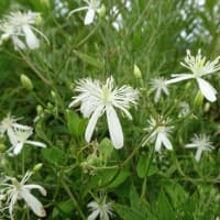 夏の野の花　センニンソウ・チコリ・タカサゴユリ