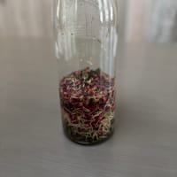 メディカルハーブコース開校しました☆