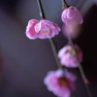 ●我が家の２月の花（13）　ピンクの枝垂れ梅が開花　福寿草　ハボタン　プリムラジュリアン