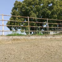 運動公園の花