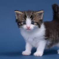 ノルウェージャンフォレストキャット