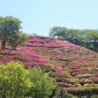 ツツジ咲く王陵の丘へサイクリング