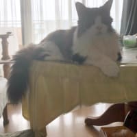 ツイン・ニャコム