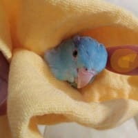 マグネットにゃんこ♪♪　試作の６月でした。