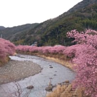 河津桜まつり終了