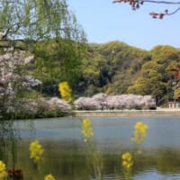 新池の桜　2020.04.09
