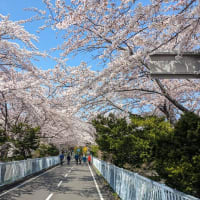 ウォーキング「白石こころーど」