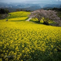 菜の花