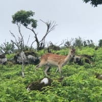 【伊吹山 ②】 少しだけ登山な気分