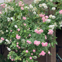 情熱の赤い薔薇🌹