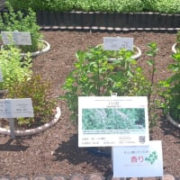 六月の薬用植物園は香りの劇場・・・