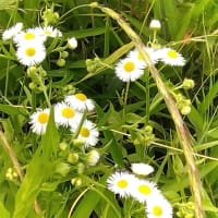 5月下旬の矢田川河川敷の花