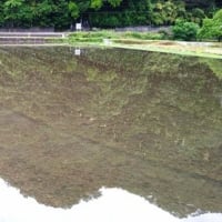 田植えと米価