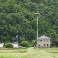 2025年05月31日　コウノトリ目撃情報