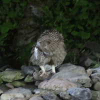 願いが叶って　５・２７～６．１　知床岬を目指す　終わってボロボロの身体に　長い２７日