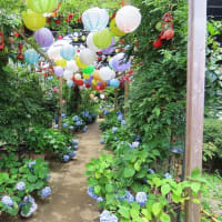 おふさ観音　春バラ祭り　＆アジサイ　庭の黒猫