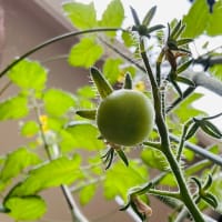 八重のクレマチス次々に開花中・・・だんだん小さくなってる？（＾∇＾）