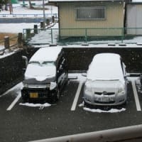 最後でしょうか？　またまた、雪に。
