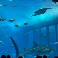 美ら海水族館❣