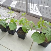 ゴーヤーの苗の地植え