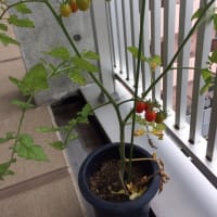 トマト収穫!(^^)!　アカデメイア高等学院