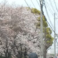 定点観測の桜